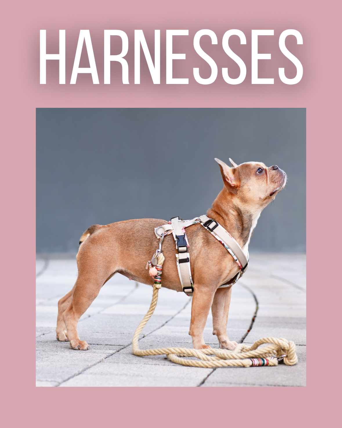 Harness