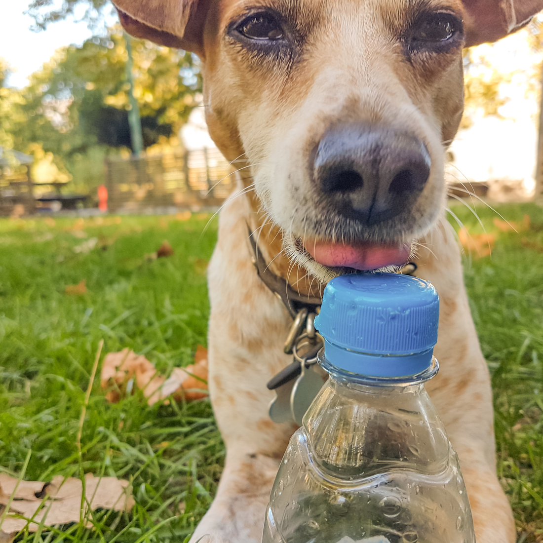 Safe Summer Dog Walks in Australia: Hydration, Heat & Keeping Walks Comfortable