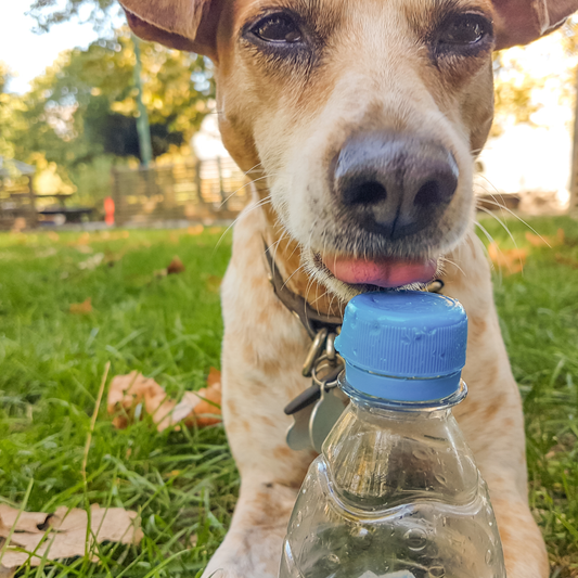 Safe Summer Dog Walks in Australia: Hydration, Heat & Keeping Walks Comfortable