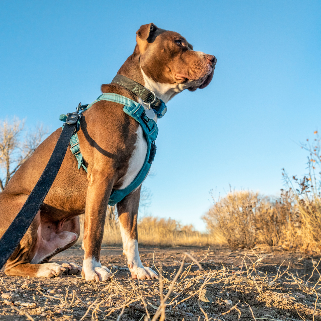 Front-Clip vs Back-Clip Dog Harnesses: What’s Best for Aussie Dogs?