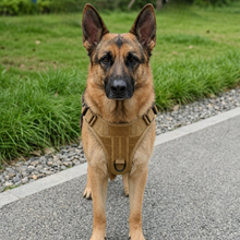 Dual-Clip Tactical Dog Harness & Leash Set