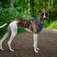 Lightweight Everyday Dog Harness