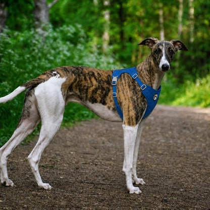 Lightweight Everyday Dog Harness