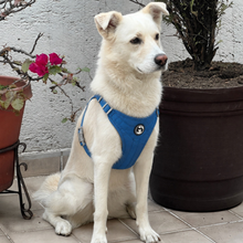 Lightweight Everyday Dog Harness