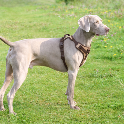 Everyday Reflective Dog Harness with Dual Leash Clips