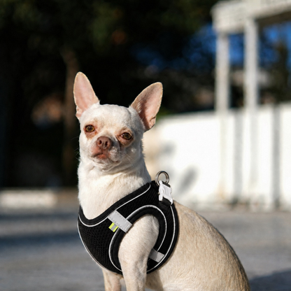 Small Dog Harness & Leash Set