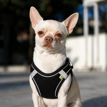 Small Dog Harness & Leash Set