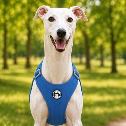 Front view of a white whippet wearing a blue adjustable dog harness outdoors