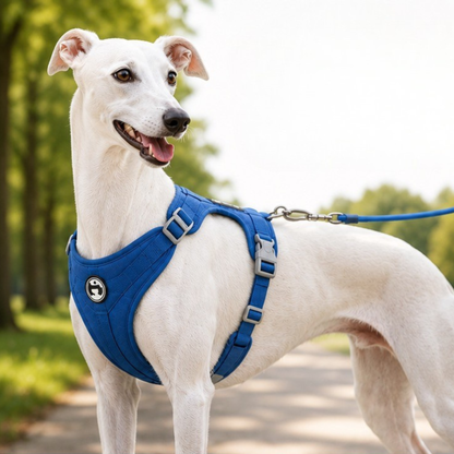 White whippet wearing an adjustable blue dog harness during a walk